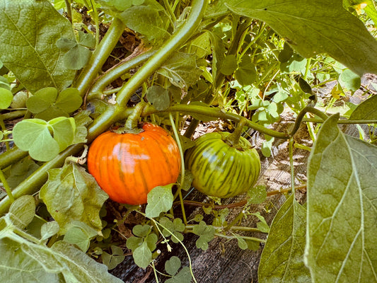 Melanzana Rossa di Rotonda eggplant - Greta's Family Gardens