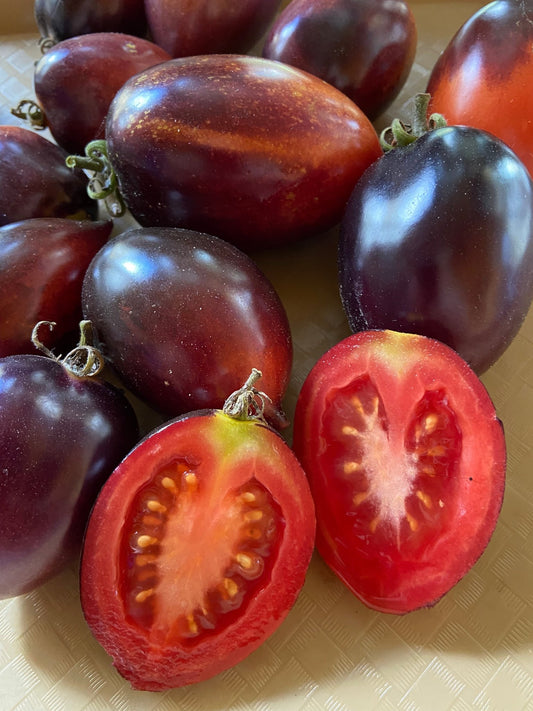 Midnight Roma - Greta's Family Gardens