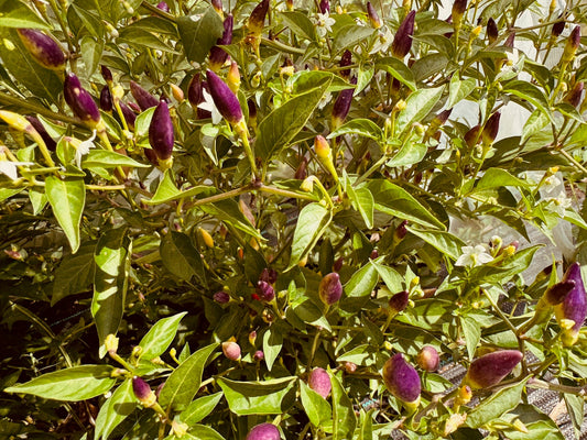 Numex Twilight Hot Pepper - Greta's Family Gardens