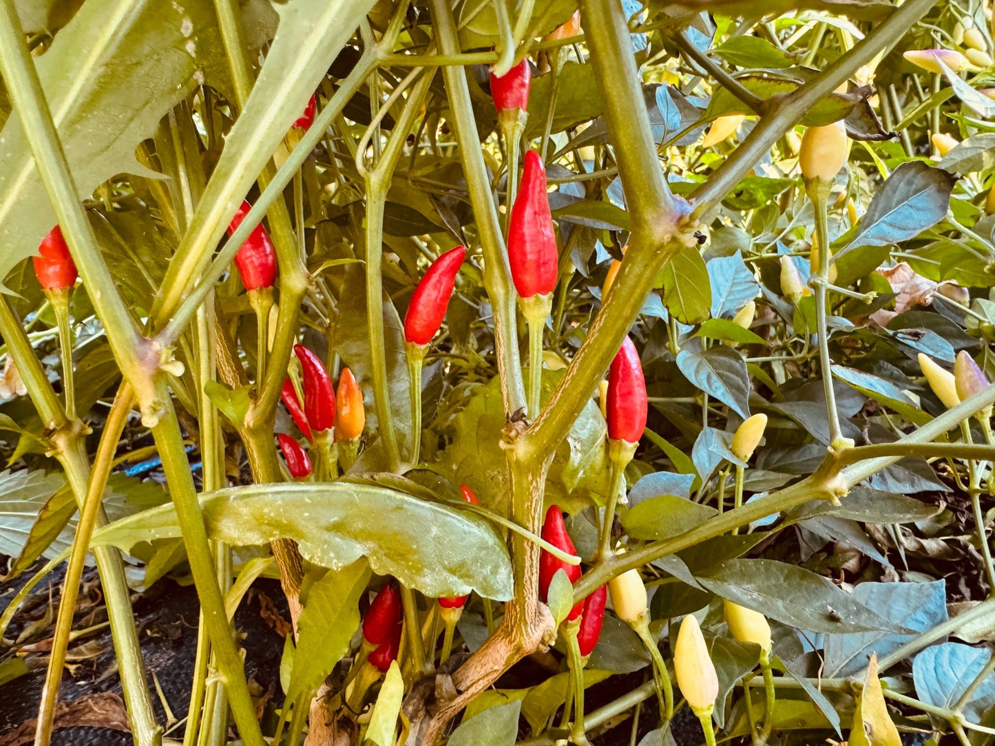 Numex Twilight Hot Pepper - Greta's Family Gardens