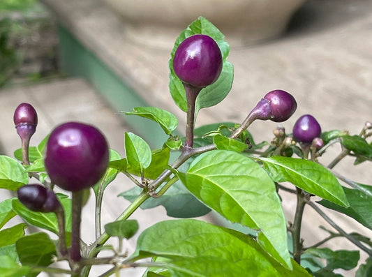 Pepper Filius Blue Hot - Greta's Family Gardens