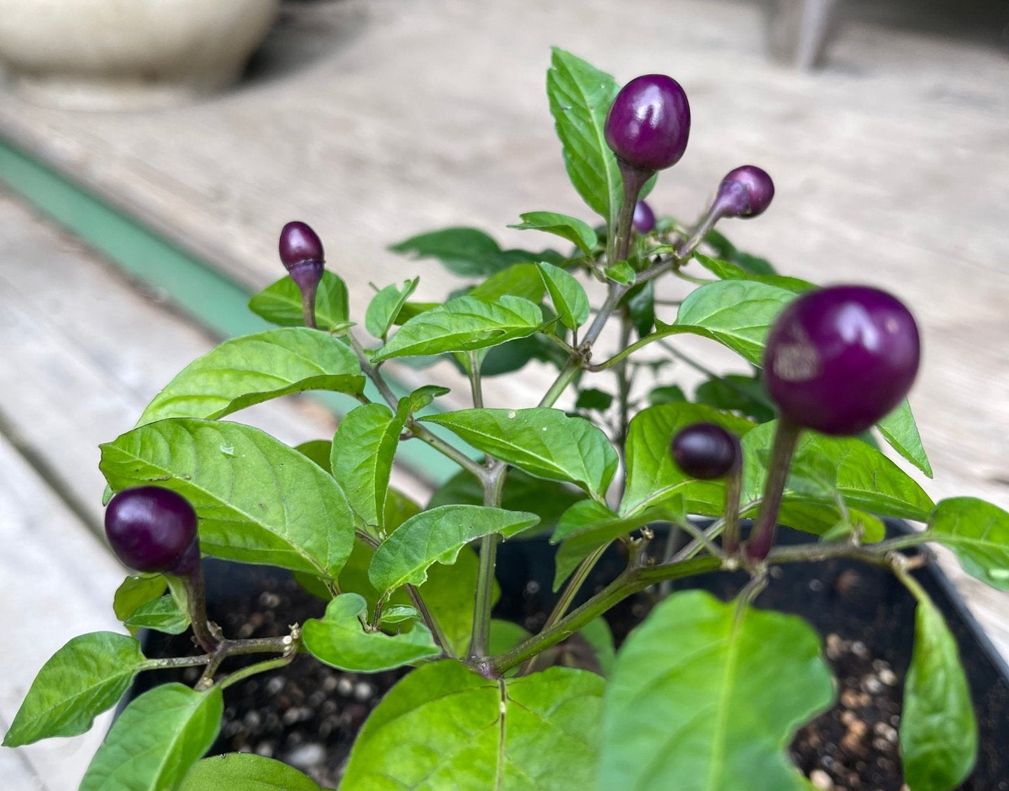 Pepper Filius Blue Hot - Greta's Family Gardens