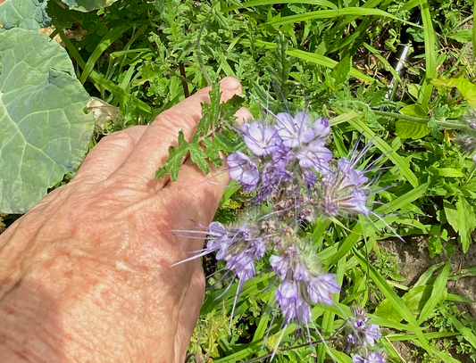 Phacelia flower - Greta's Family Gardens