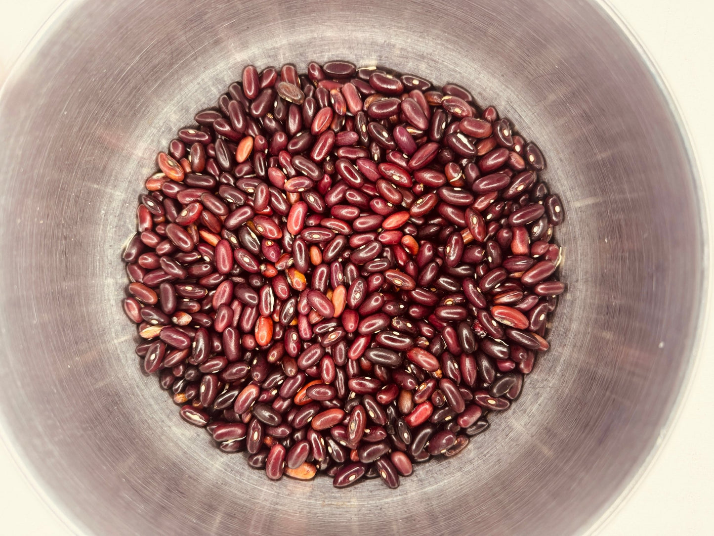 Provider Beans - Organic - Greta's Family Gardens