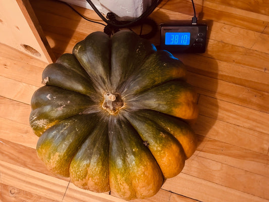 Pumpkin Moscade de Provence - Greta's Family Gardens