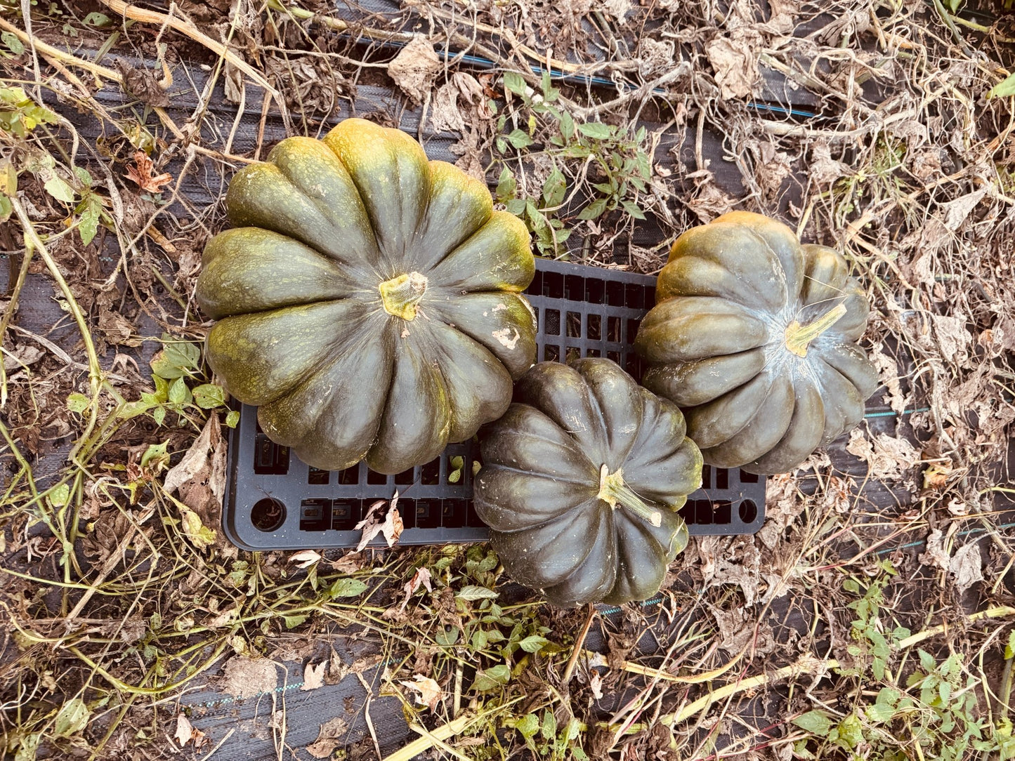 Pumpkin Moscade de Provence - Greta's Family Gardens
