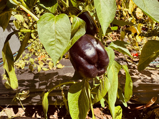 Purple Beauty Pepper - Greta's Family Gardens