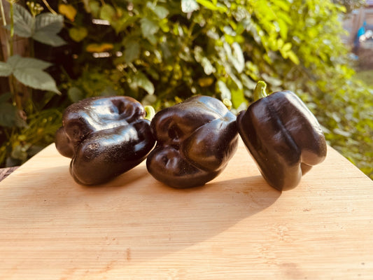 Purple Beauty Pepper - Greta's Family Gardens