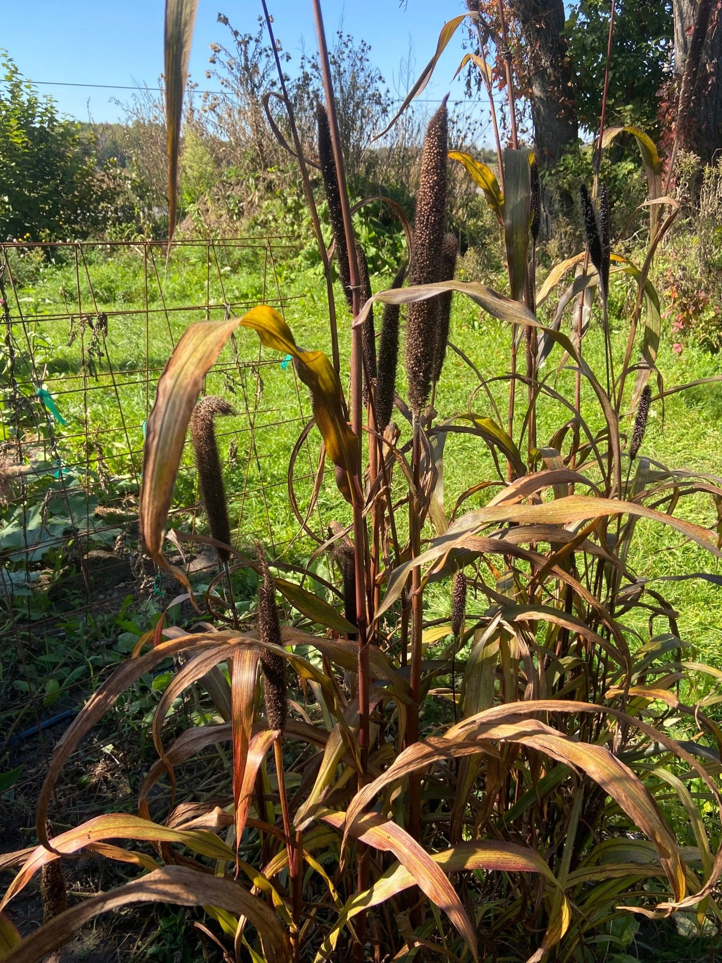 Purple Majesty Millet growing in the field
