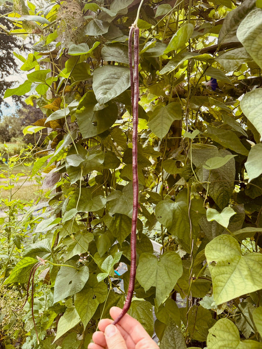 Red Noodle Pole beans - Greta's Family Gardens