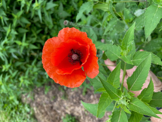 Red poppy flower held by a hand with green leaves and plants in the background