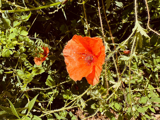 Red poppy flower in a field with green leaves