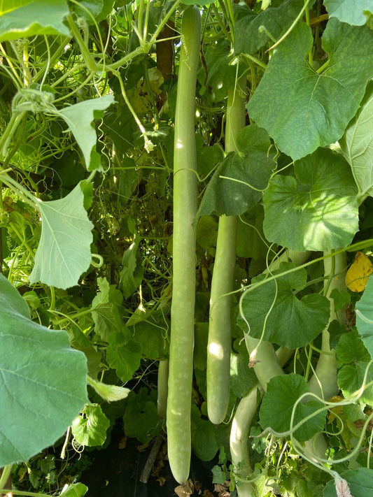Serpente di Sicilia hanging from vines