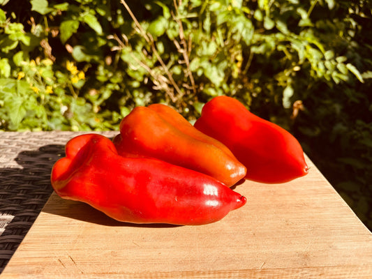 Shepherd Pepper - Organic - Greta's Family Gardens
