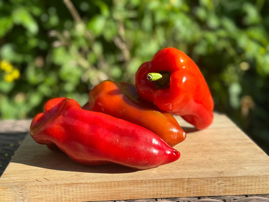 Shepherd Pepper - Organic - Greta's Family Gardens