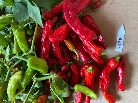 Shishito Hot Pepper - Greta's Family Gardens