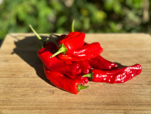 Shishito Hot Pepper - Greta's Family Gardens