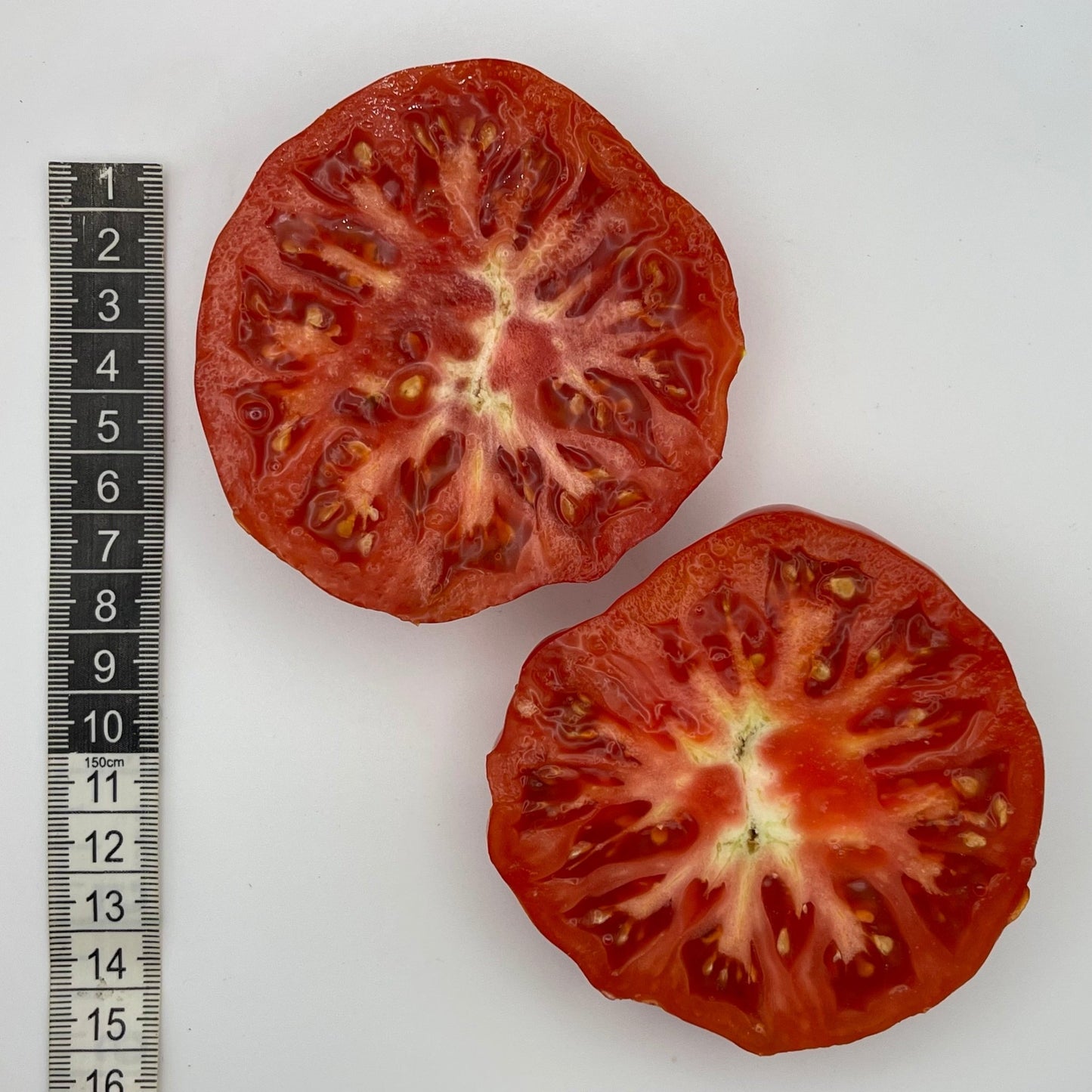 Sicilian Saucer Tomato - Greta's Family Gardens