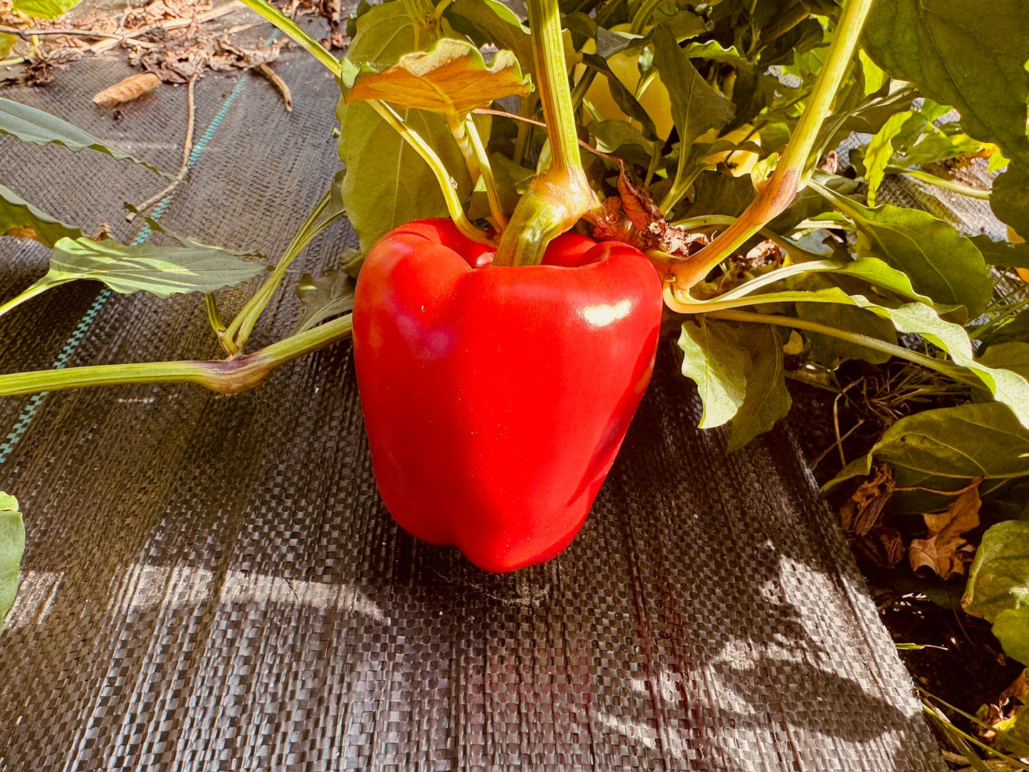 Soroksari Pepper - Greta's Family Gardens
