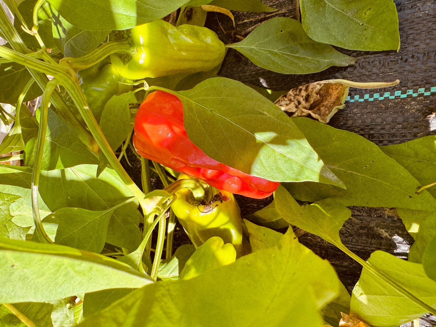 Stavros Pepper - Organic - Greta's Family Gardens