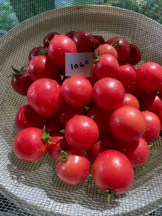 Sub Arctic Cherry Tomato - Greta's Family Gardens