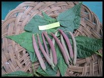 Tanya's Pink Beans - Greta's Family Gardens