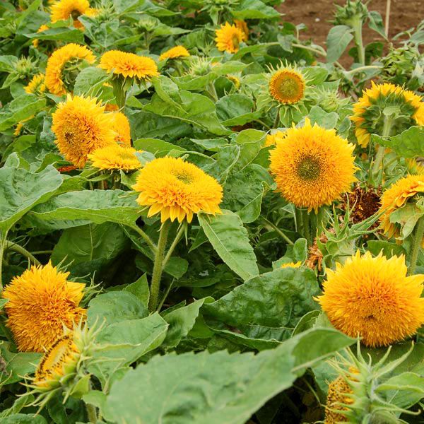 Teddy Bear Sunflower - Organic - Greta's Family Gardens