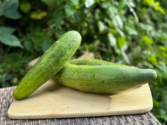 Telegraph Improved Cucumber - Greta's Family Gardens