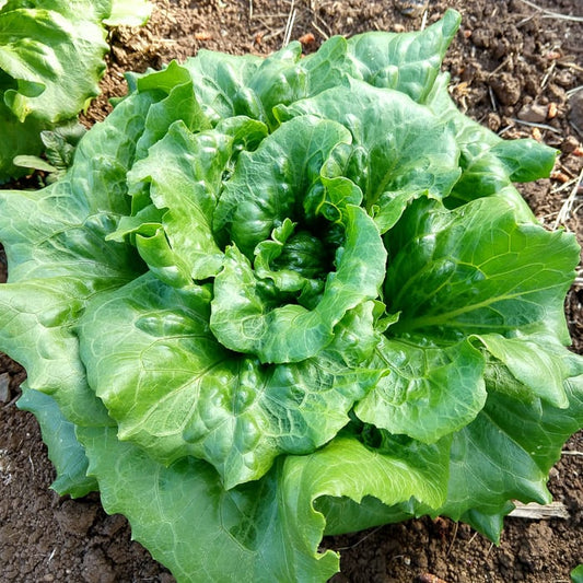 Victoria Lettuce - Greta's Family Gardens