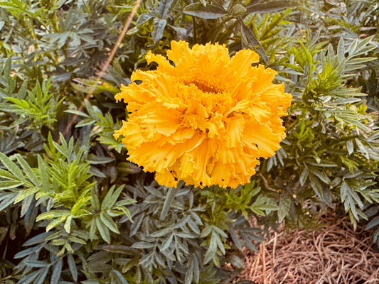 Yellow Marigold - Greta's Family Gardens