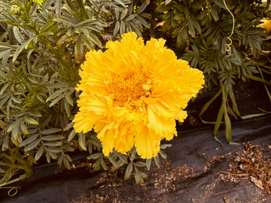 Yellow Marigold - Greta's Family Gardens