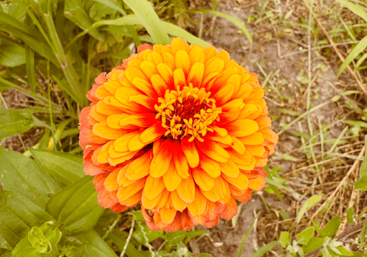Zinnia Salsiando - Greta's Family Gardens