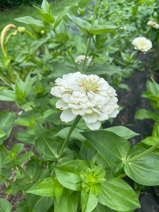 Zinnia White - Greta's Family Gardens