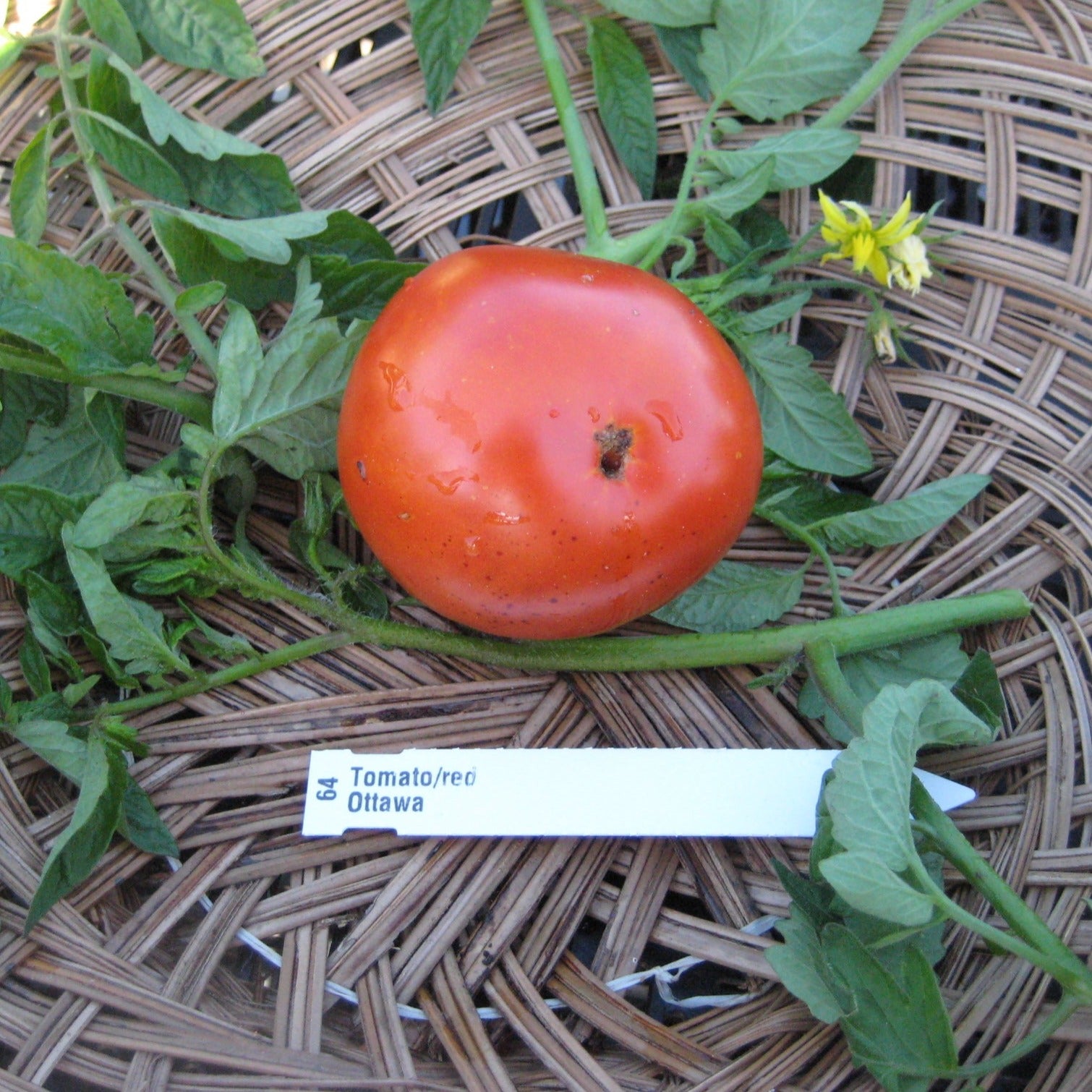 Ottawa Tomato