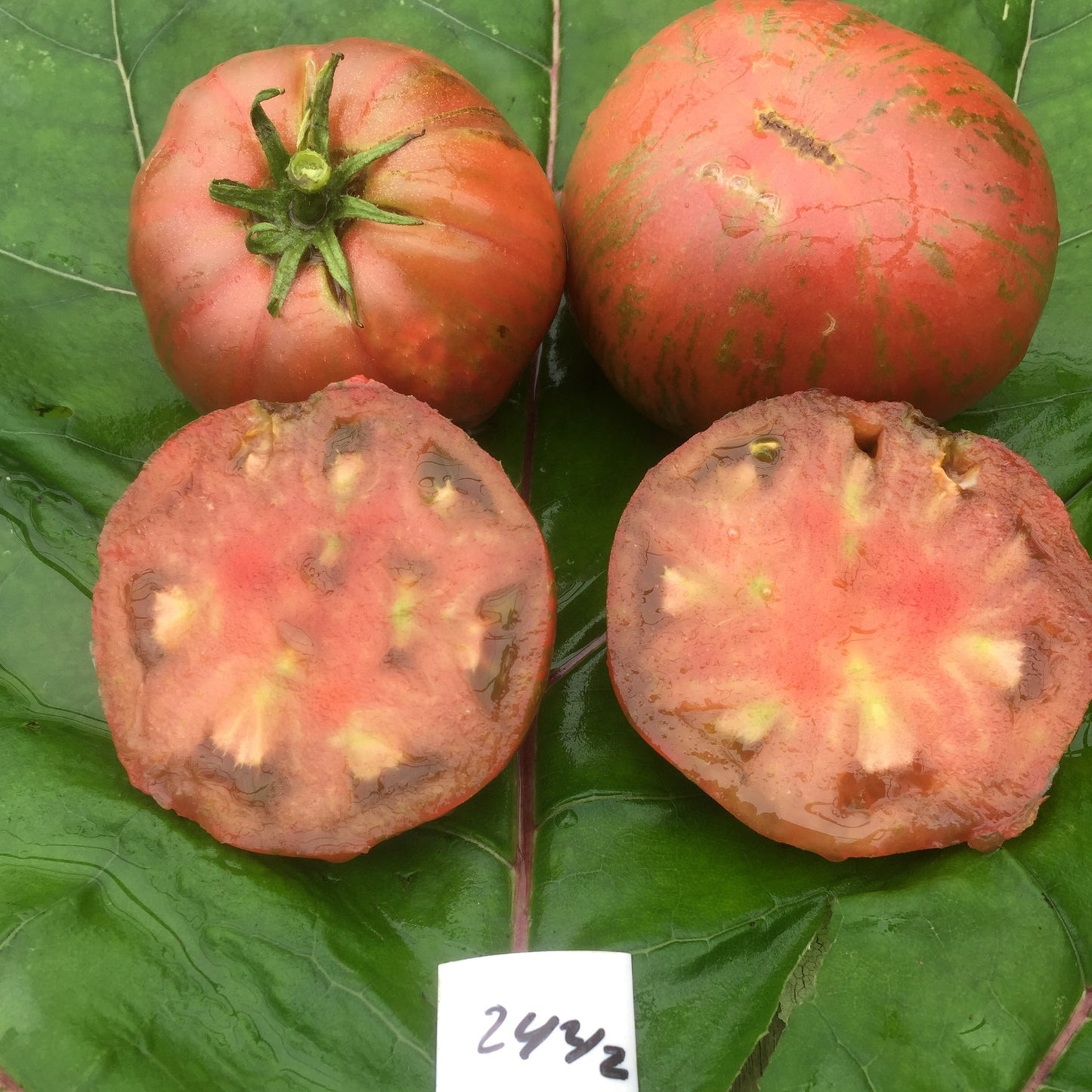 Adelaide Festival Tomato