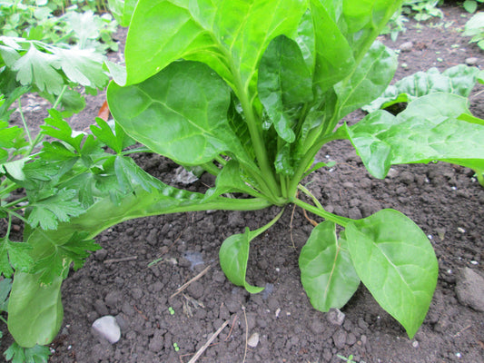 Perpetual Spinach Chard