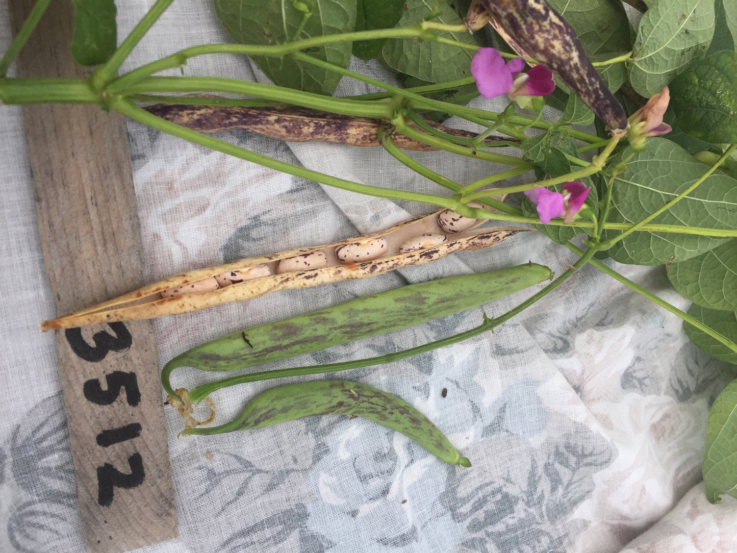 Thibodeau du Comté de Beauce Bean