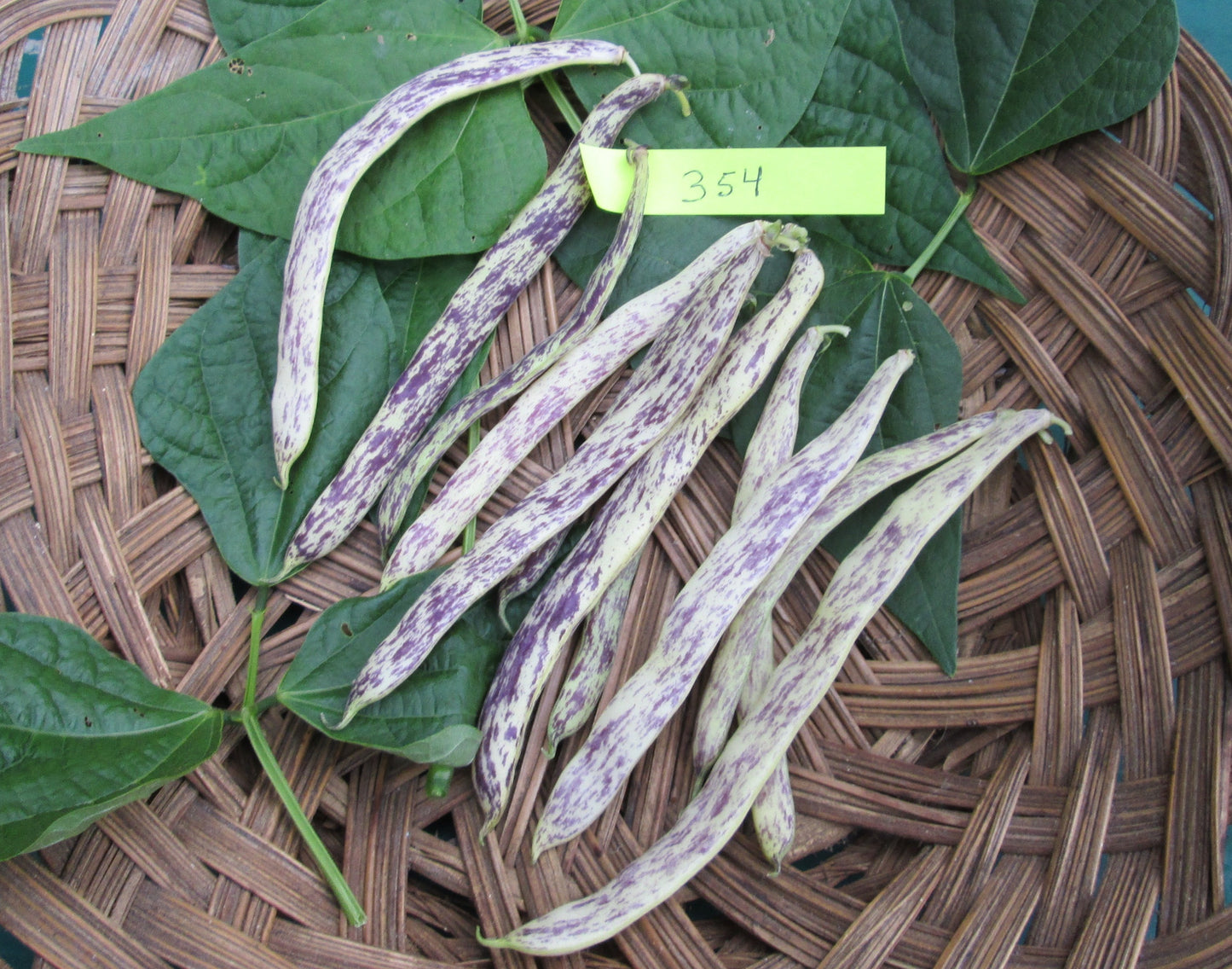 Dragon's Tongue Beans