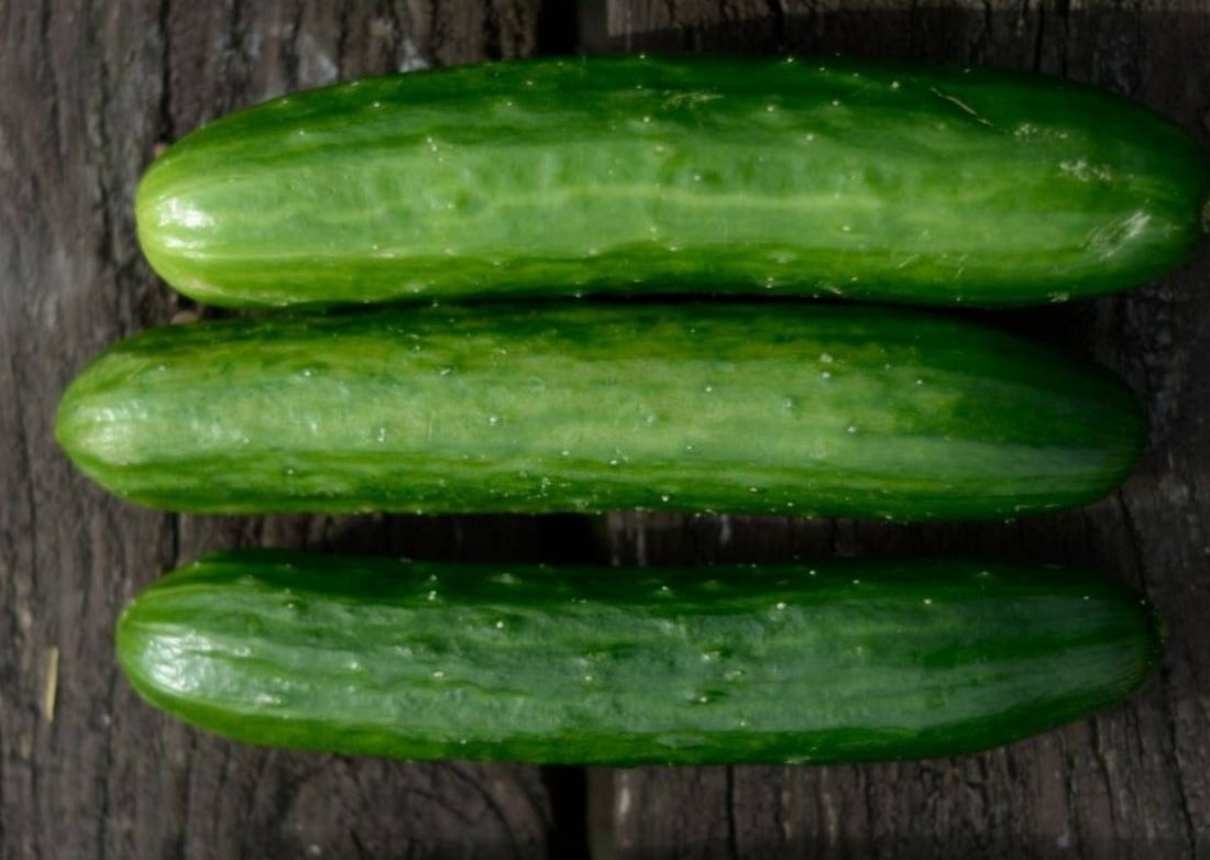 Pointsett 76 Cucumber