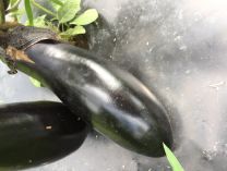 Eggplant Sons & Daughters