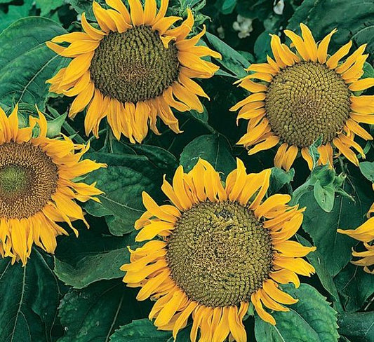 Sunspot Sunflower