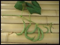 Anellino Green Beans - Greta's Family Gardens
