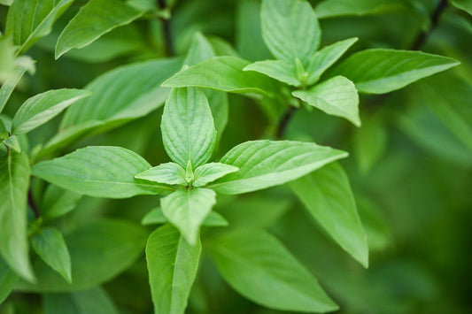 Basil Lime - Organic - Greta's Family Gardens