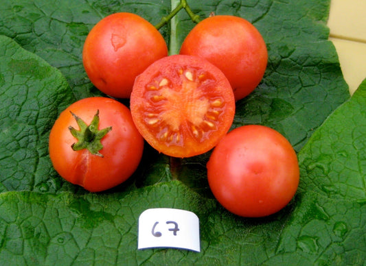 Brandywine Cherry Tomato - Organic - Greta's Family Gardens