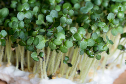 Brown Mustard Microgreens - Greta's Family Gardens