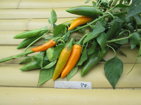 Bulgarian Carrot Hot Pepper