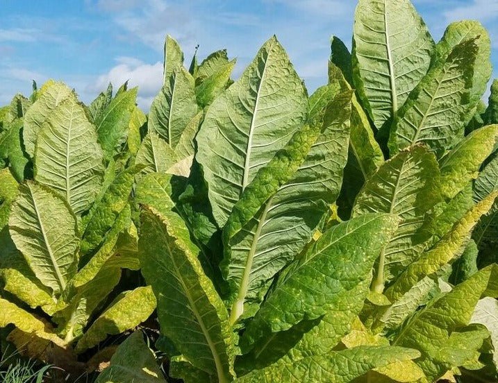 laudisi tobacco Laudisi Distribution Group laudisi tobacco Laudisi Distribution Group