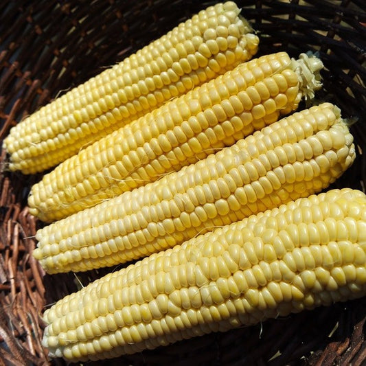 Candy Mountain Corn - Greta's Family Gardens