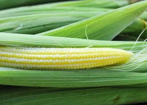 Chires Baby Corn - Greta's Family Gardens