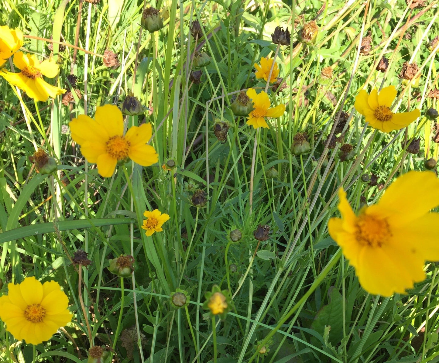 Coreopsis - Greta's Family Gardens